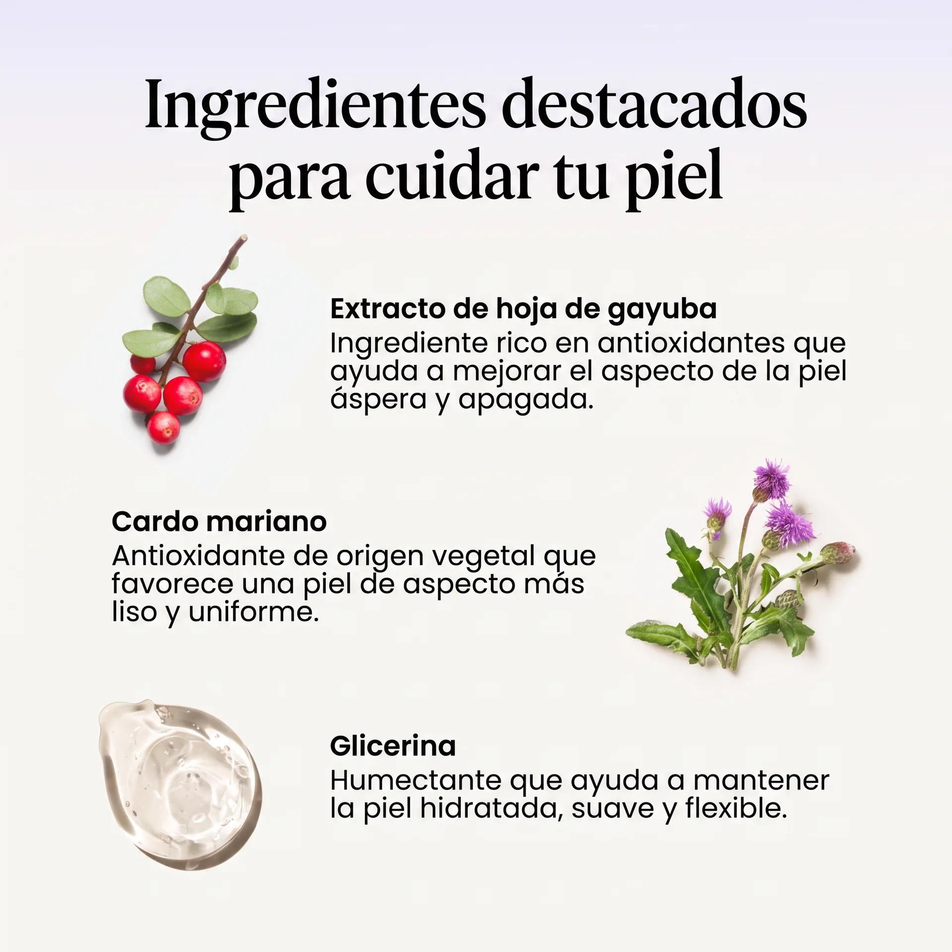 Cardo mariano, hoja de gayuba y glicerina de Seda Nocturna