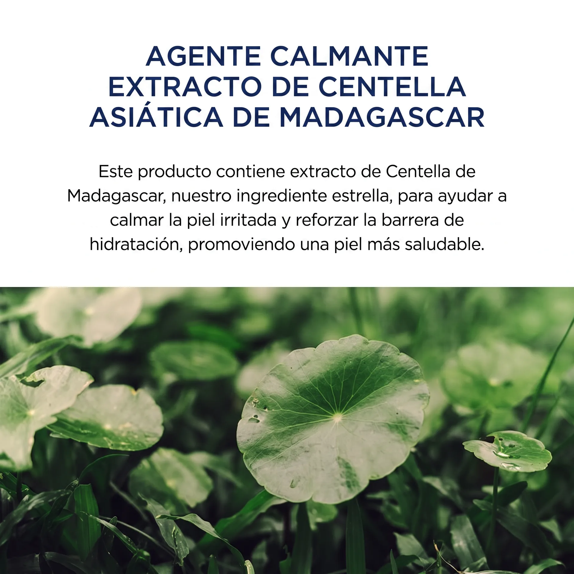 Extracto de Centella Asiática de Madagascar